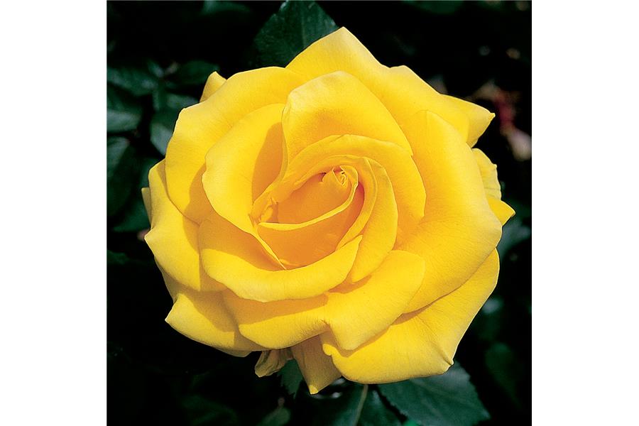 HYBRID TEA STD